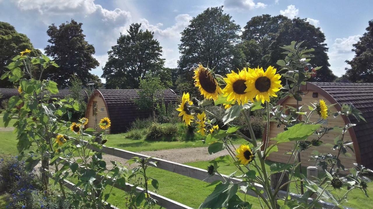 Mallow Glamping Pod Cheltenham Eksteriør billede
